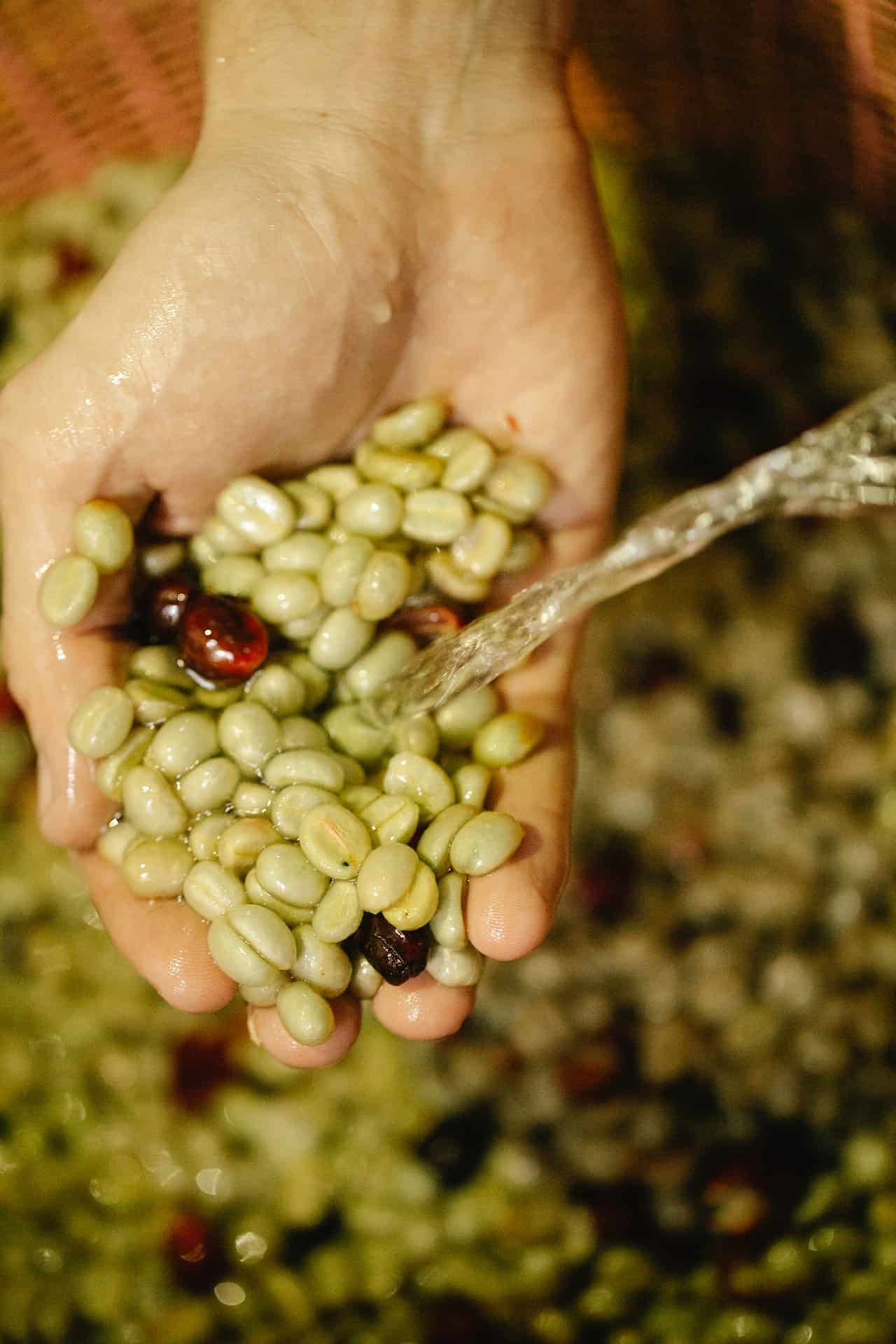 Someone holding a handful of green coffee beans. 