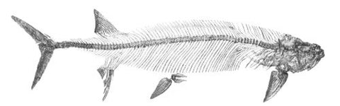The herringbone pattern reflects the bone structure of a herring’s skeleton.