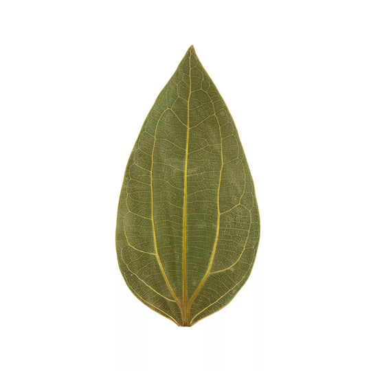 Cinnamon Leaf for Engraving (10pcs) Image 1