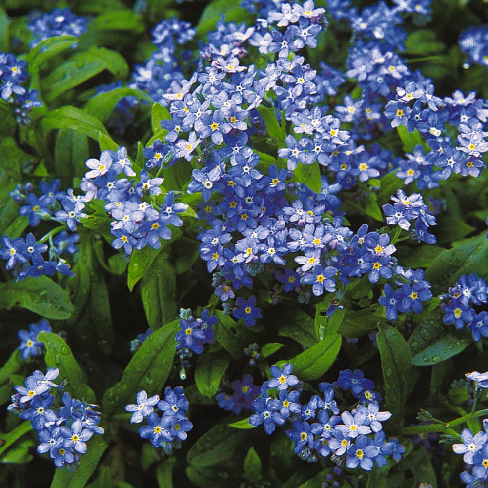 Незабудки цветут mp3. Растения с синими листьями.