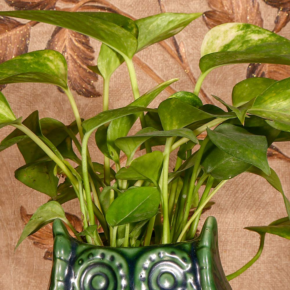 Good luck Money Plant With Shiny Green small Owl Ceramic Pot