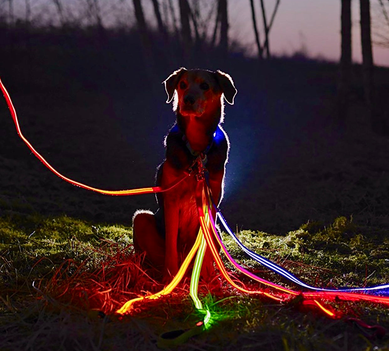 lighted dog leash