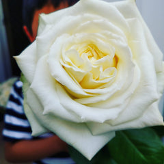 Little Ollie with a rose