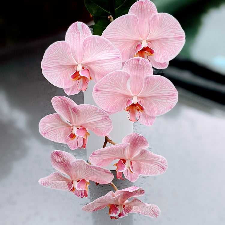Elegant Pink Phalaenopsis Orchid Stem - Gift Wrap – Ollie's Blooms & Plants