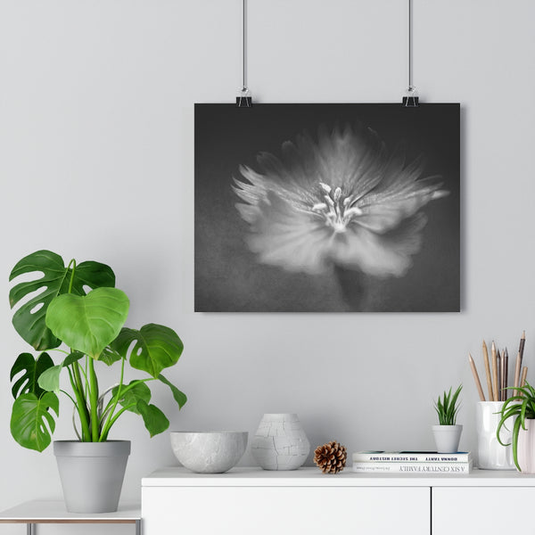Firewitch Dianthus Wall Art - Giclée Art Print in Black and White