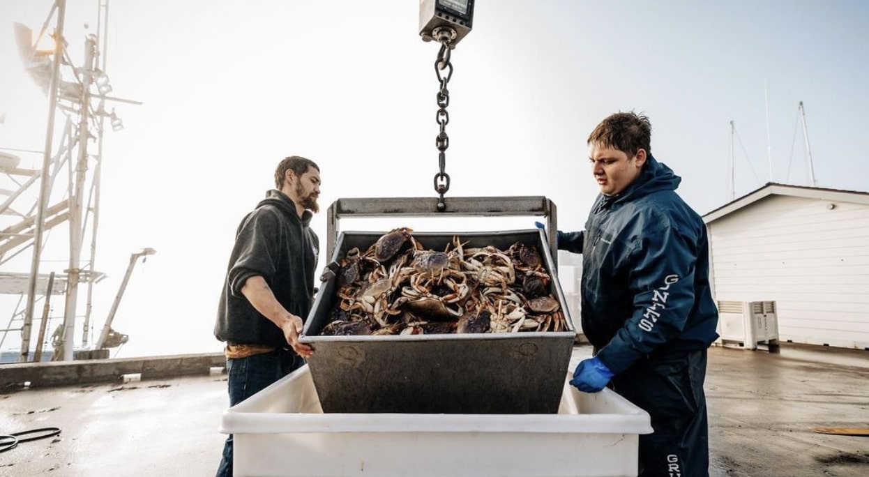 Harvesting live dungeness crab