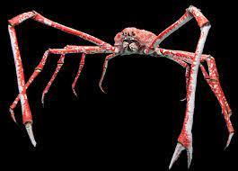 Huge Japanese Spider Crab