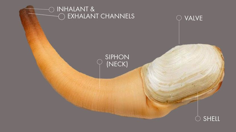 Geoduck Clam Diagram