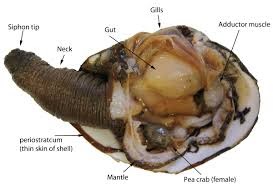 geoduck clams anatomy