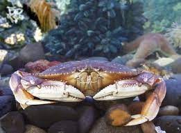 Dungeness Crab Photo