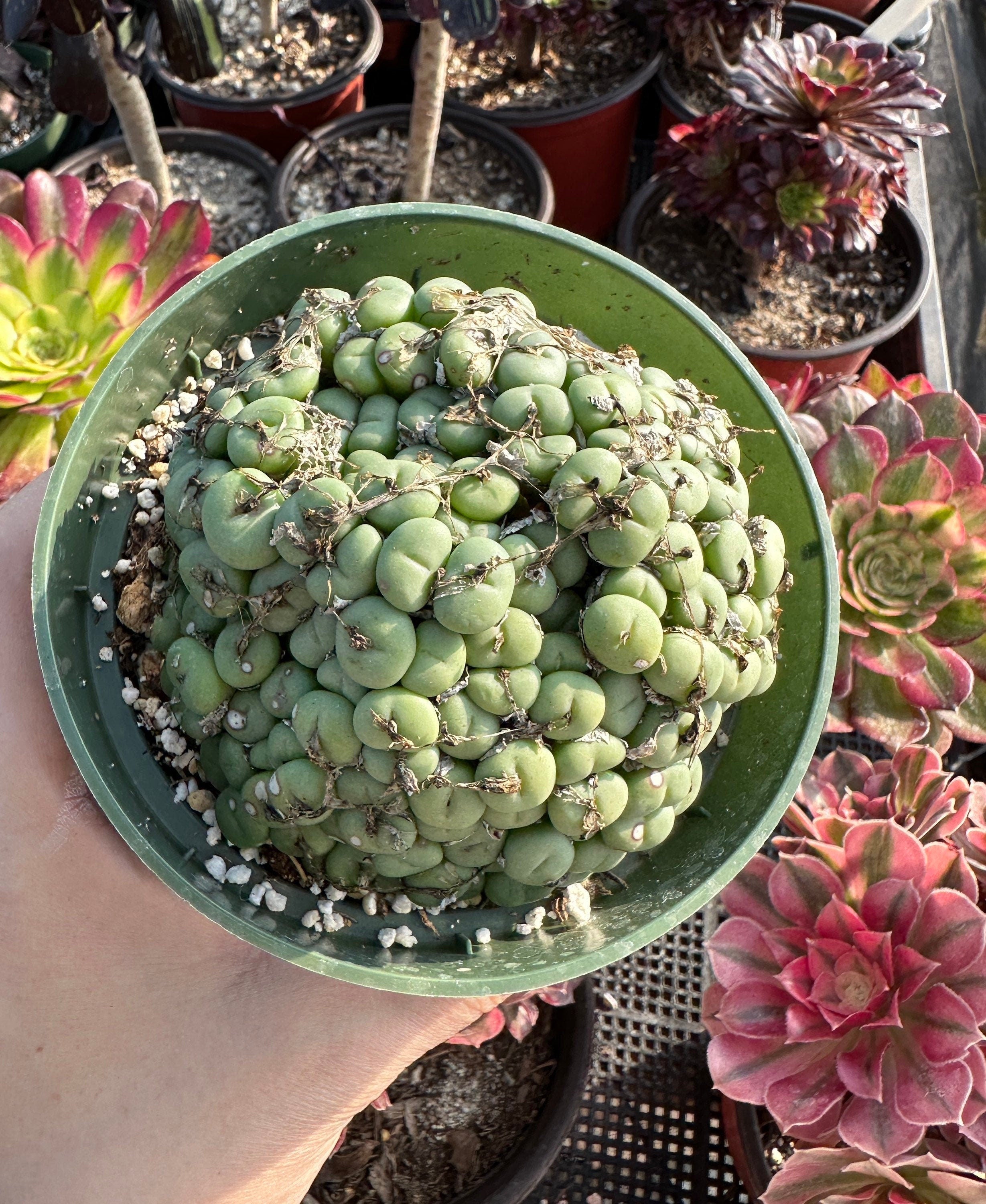 Rare Succulents - Conophytum Minutum large cluster