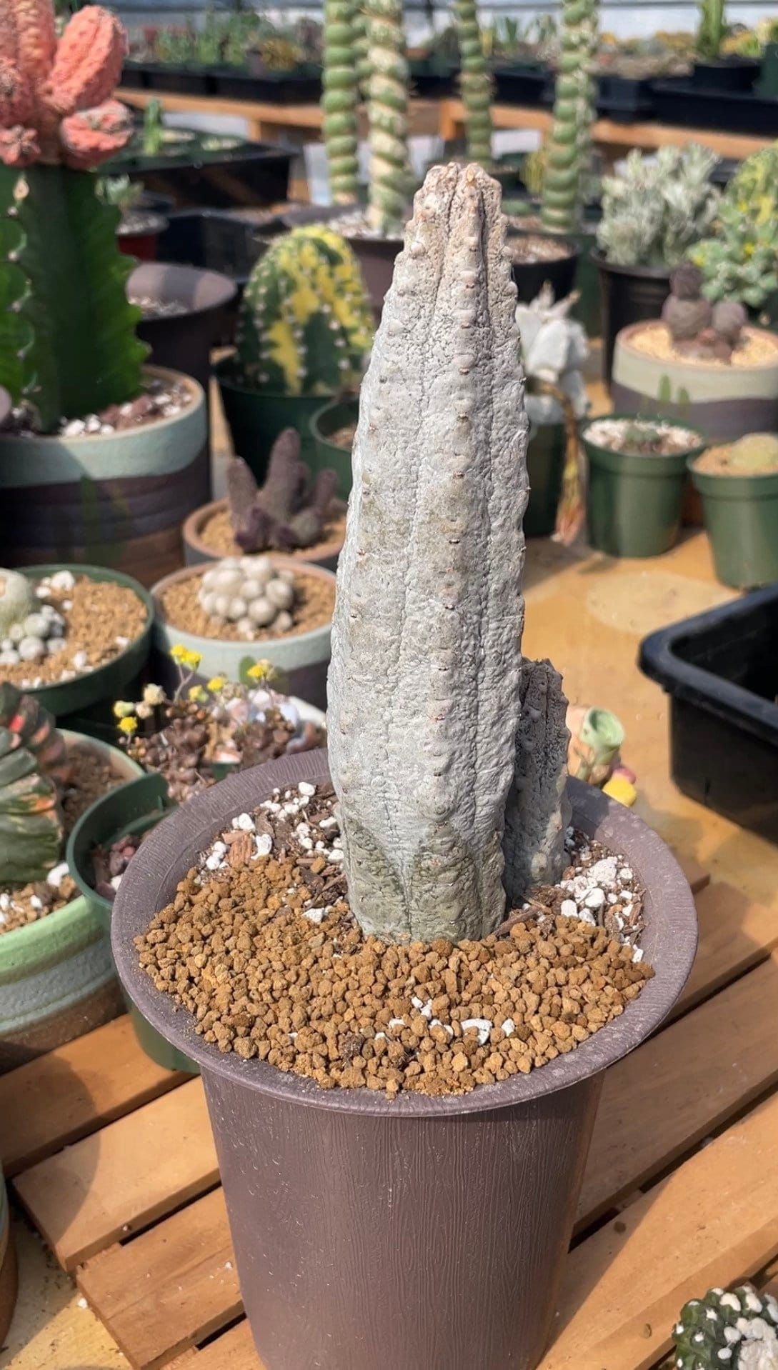 Rare Euphorbia - Euphorbia Abdelkuri grey