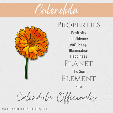 An illustration of calendula with its botanical name and metaphysical properties