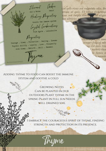 A collage about the herb Thyme with drawings, text, and circles in beige background.