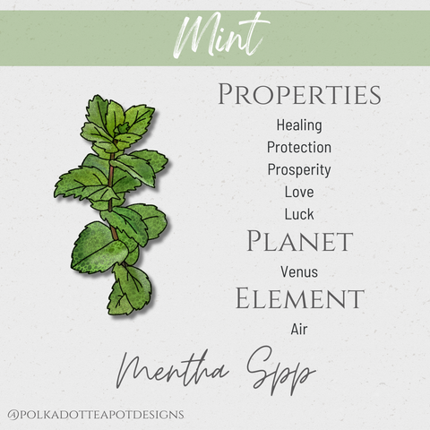 An illustration of a mint plant with its botanical name and metaphysical properties