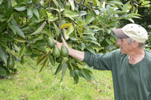 Bruce, admiring the Sharwil crop