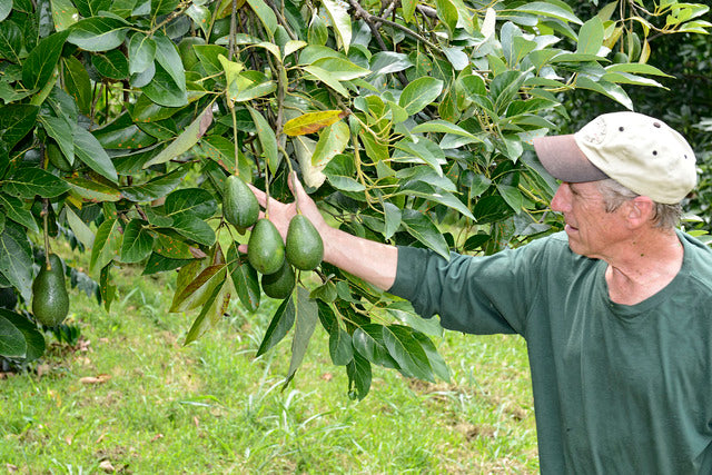Rancho Aloha Sharwil avocados - Bruce Corker with fine examples of Rancho Aloha grown Sharwil avocados