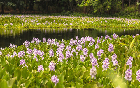 water hyacinth wicker material