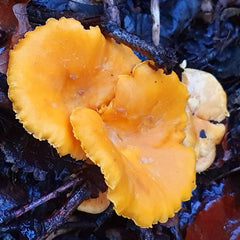 Where to buy Chanterelle