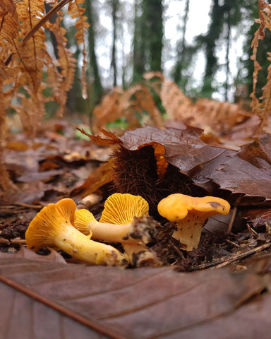 Where to buy Morel and Chanterelle