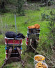 Chanterelle Mushrooms Canada