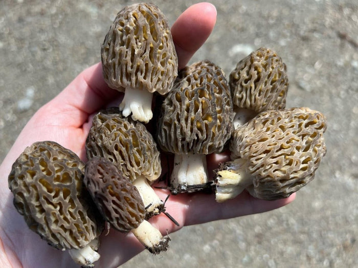 Canadian Fire Morel Mushrooms- Next Day Shipping