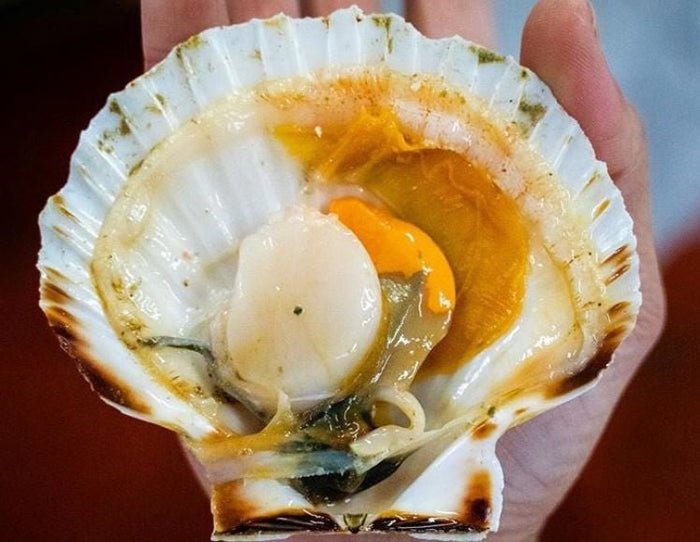 Live in Shell Bay Scallops (New Brunswick) — Products