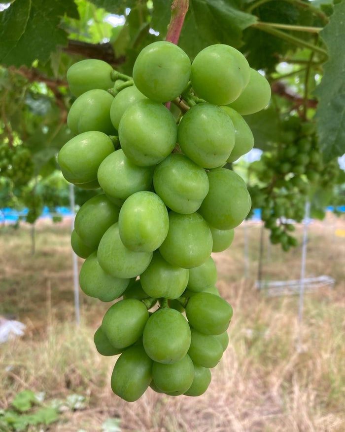 Muscat grapes shop