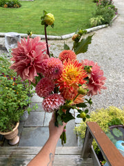 Dahlia Bouquet Lindsey Epstein 