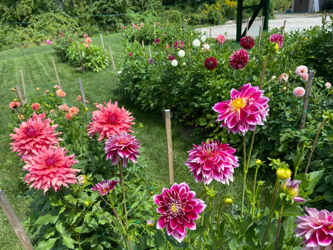 Dahlias at Lindsey Epstein Pottery