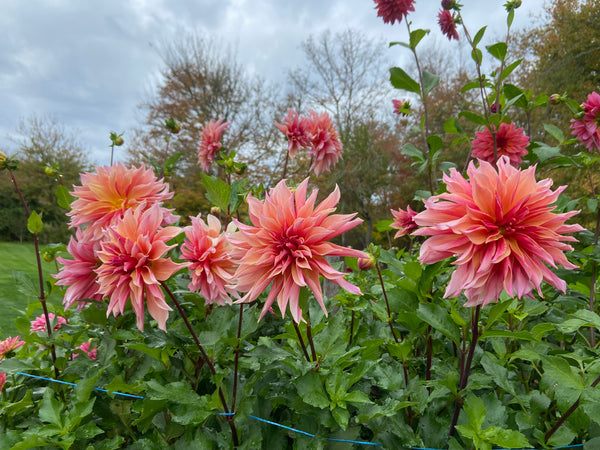 Planting Dahlias in Grow Bags & Taking Risks