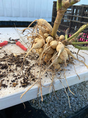 Dahlia Tubers