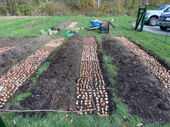 Lindsey Epstein 2023 Tulip Planting