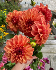 Ferncliff Copper Dahlias from Lindsey Epstein