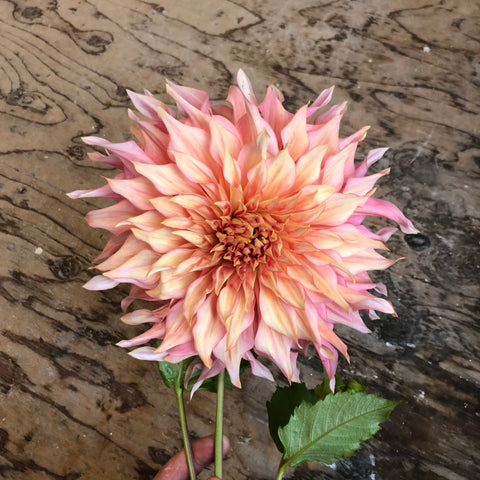 Penhill Watermelon Dahlia by Lindsey Epstein