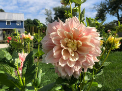 Breakout Dahlia from Lindsey Epstein Pottery