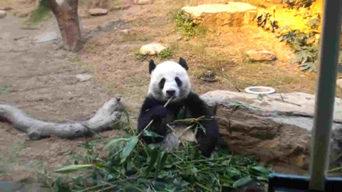 Chinese Black Panda sitting and eating leaves in Ocean Park for lunch 