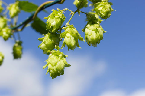 Houblon