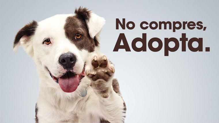 Activamente Por favor mira Profesor ▷ Certificado de Adopción de Mascotas GRATIS para Imprimir – Ponle Amore
