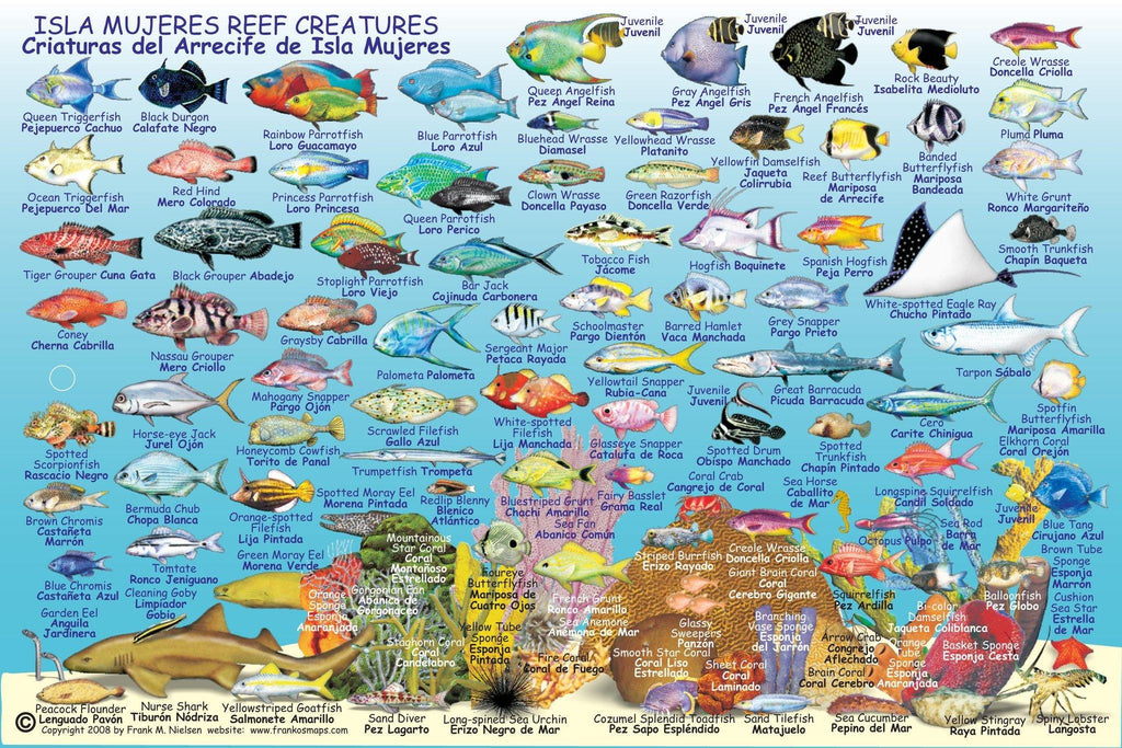 Isla Mujeres, Mexico, Fish Card Frankos Maps