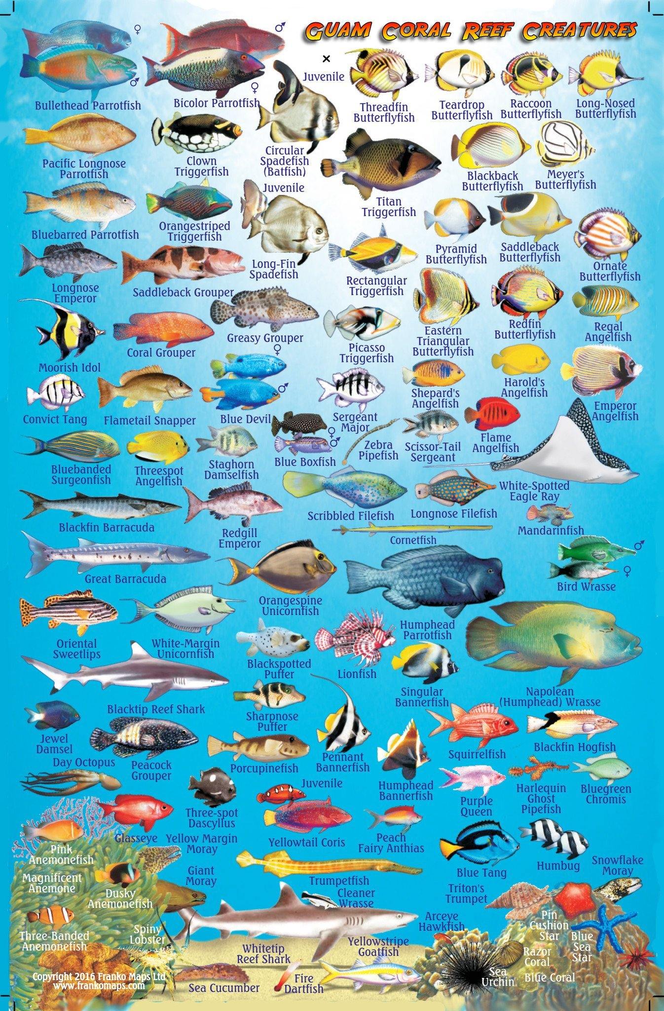 Guam Fish Card – Frankos Maps