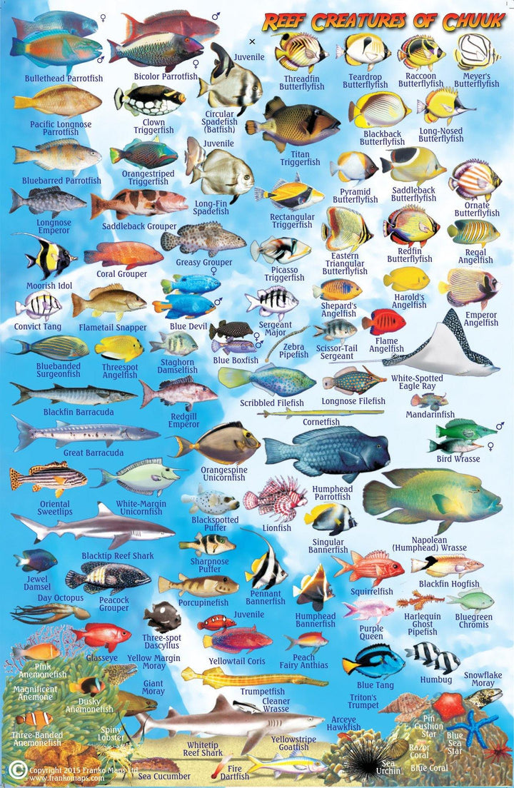 Chuuk (Truk) Lagoon Fish Card – Frankos Maps