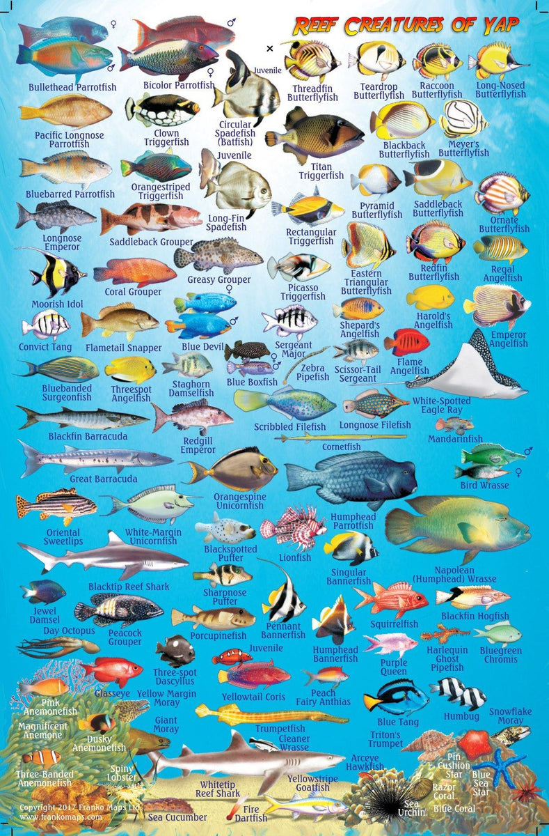 Yap Fish Card – Frankos Maps
