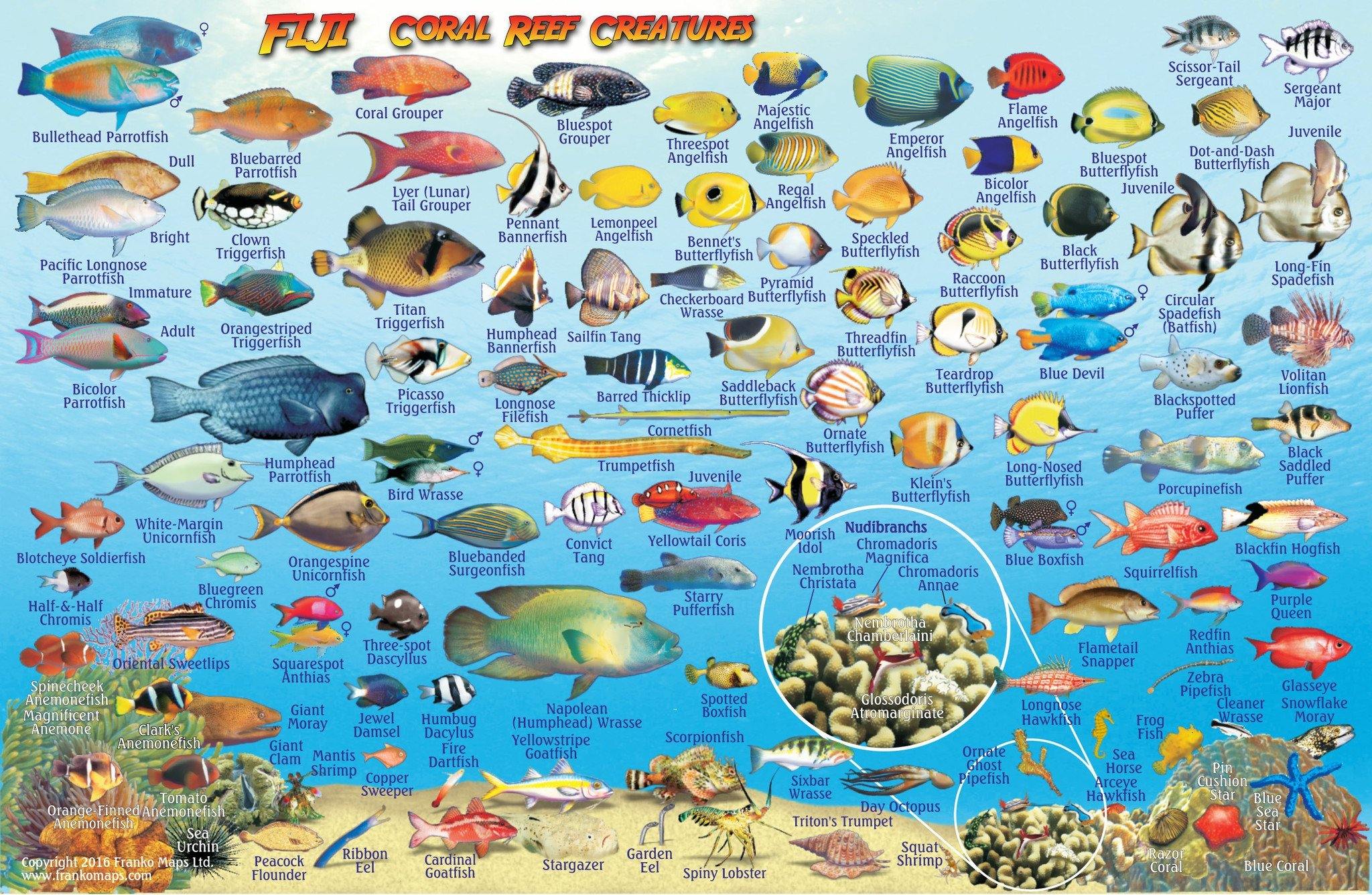 Fiji Fish Card – Franko Maps
