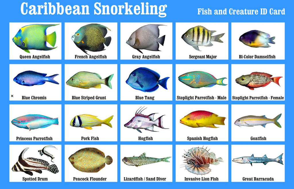 caribbean-snorkeling-fish-identification-card-franko-maps