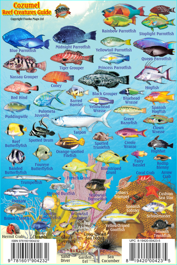 Cozumel Mini Fish Card – Franko Maps