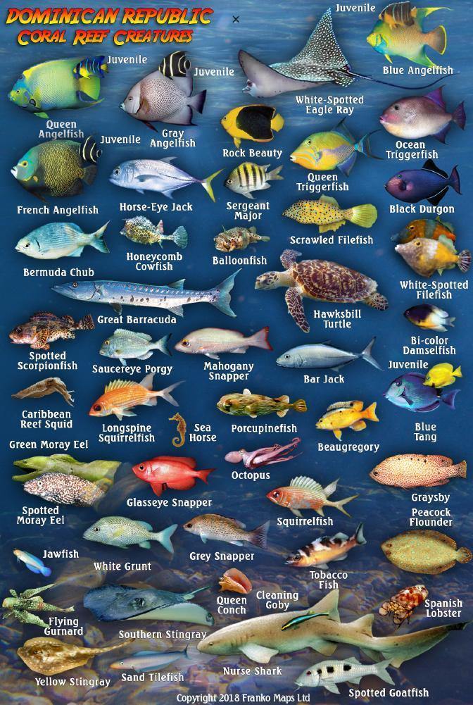 Dominican Republic Mini Fish Card – Franko Maps