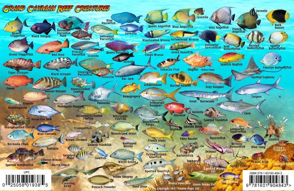 Grand Cayman Island Fish Card Frankos Maps