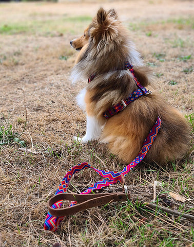 Harnais en cuir pour chien en Y kasibe