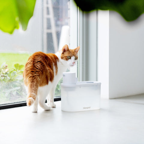 Fontaine à eau pour chat design & fonctionnelle : Agua